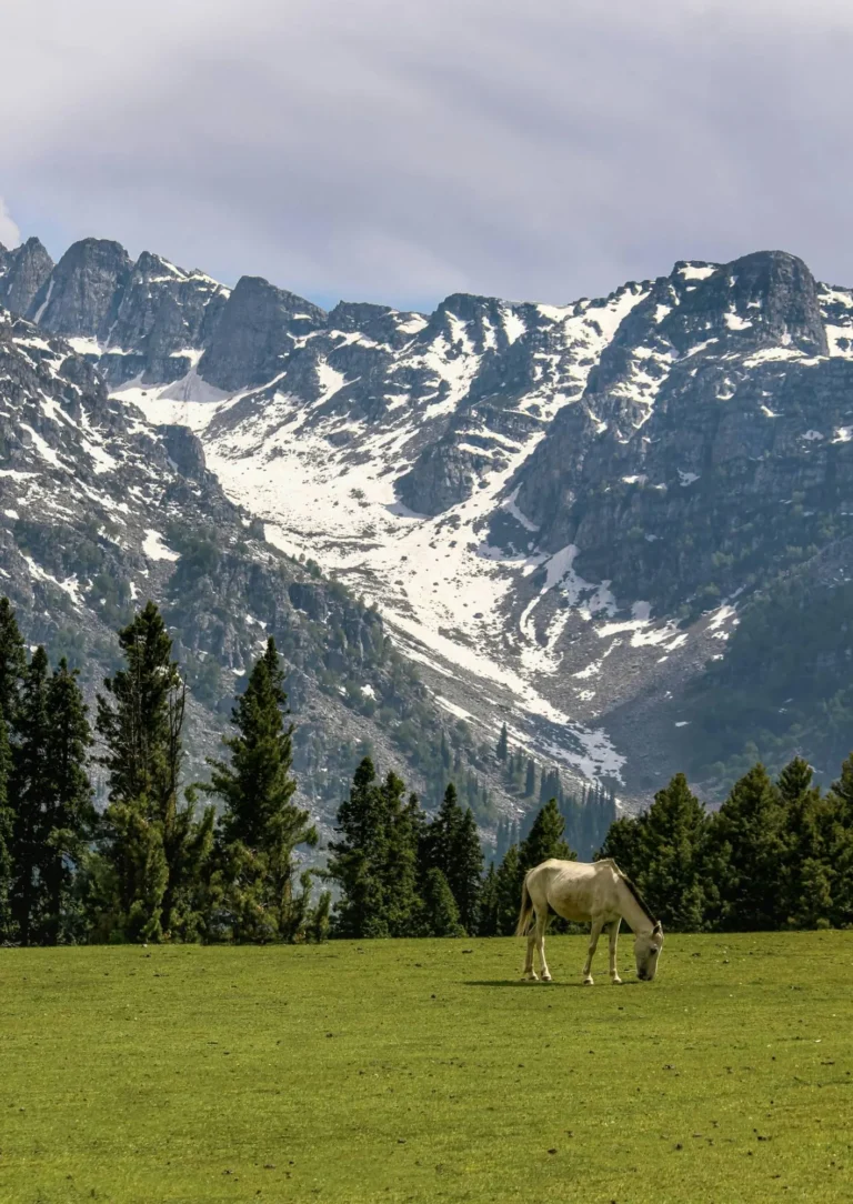 White horse grazing in a meadow below snowy mountains, Kashmir