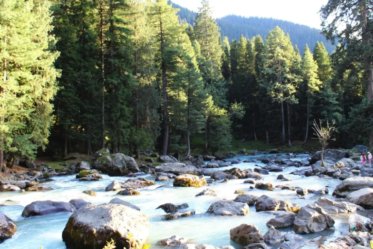 Glacial stream flowing over boulders through a pine forest, Pahalgam
