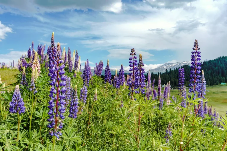 Purple lupin flowers in a Gulmarg meadow in summer