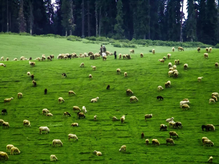 Shepherds with a flock of sheep grazing in a green Kashmir meadow