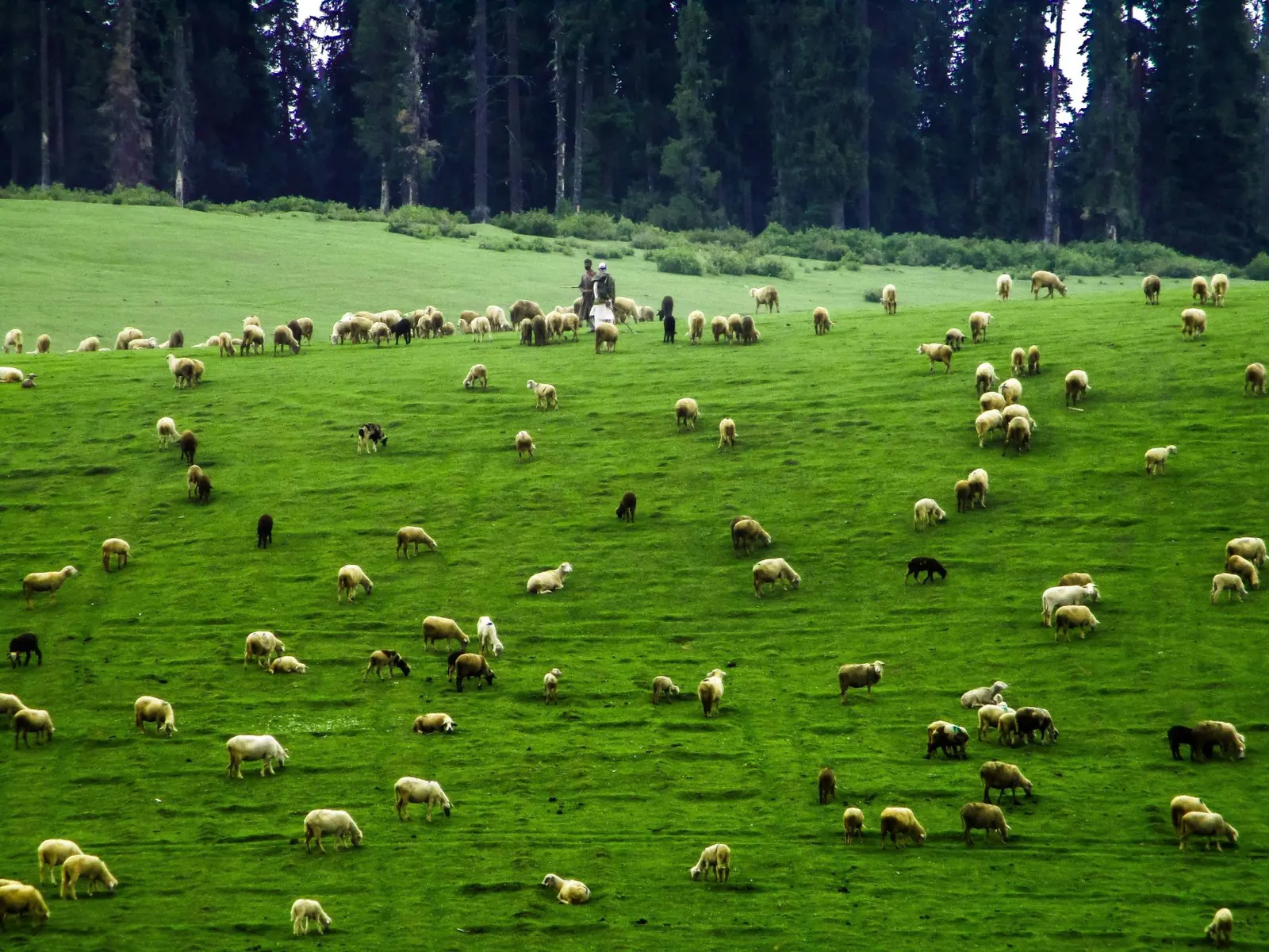 Shepherds with a flock of sheep grazing in a green Kashmir meadow