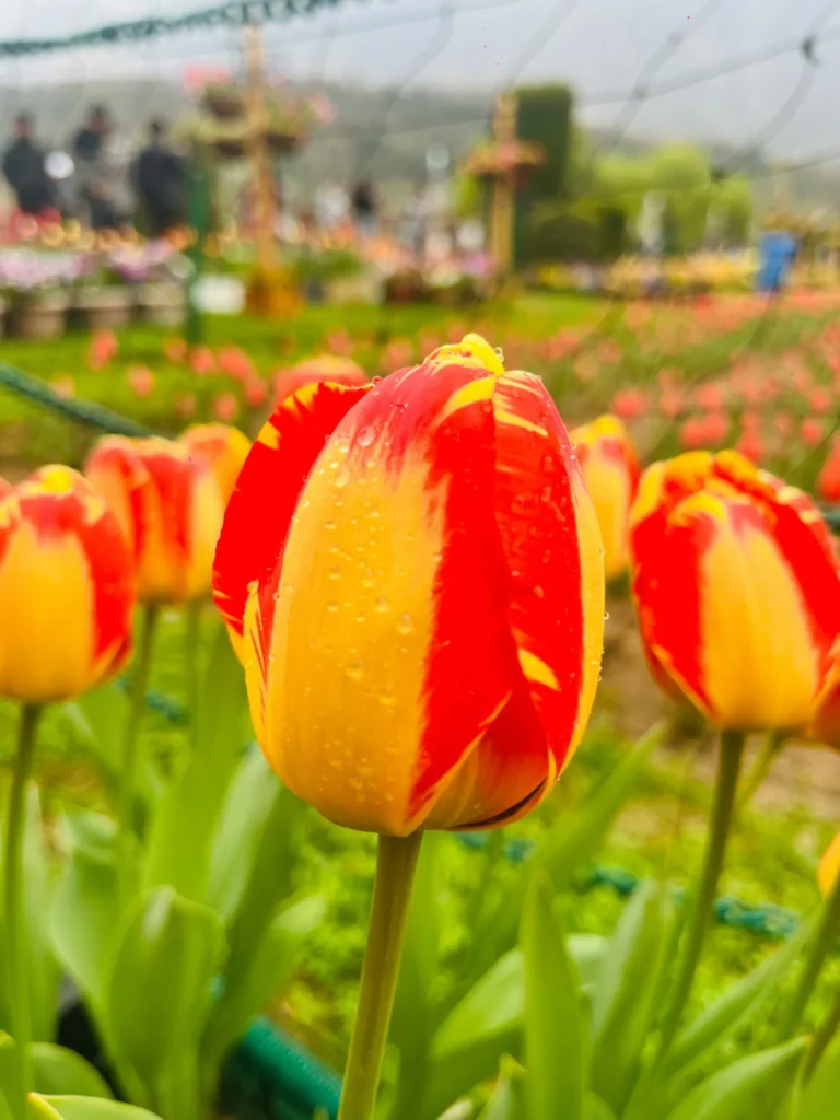 Red and yellow tulip with raindrops at the Tulip Garden, Srinagar