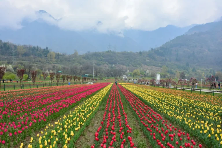 Rows of red, yellow and pink tulips at the Tulip Garden, Srinagar, below the Zabarwan hills