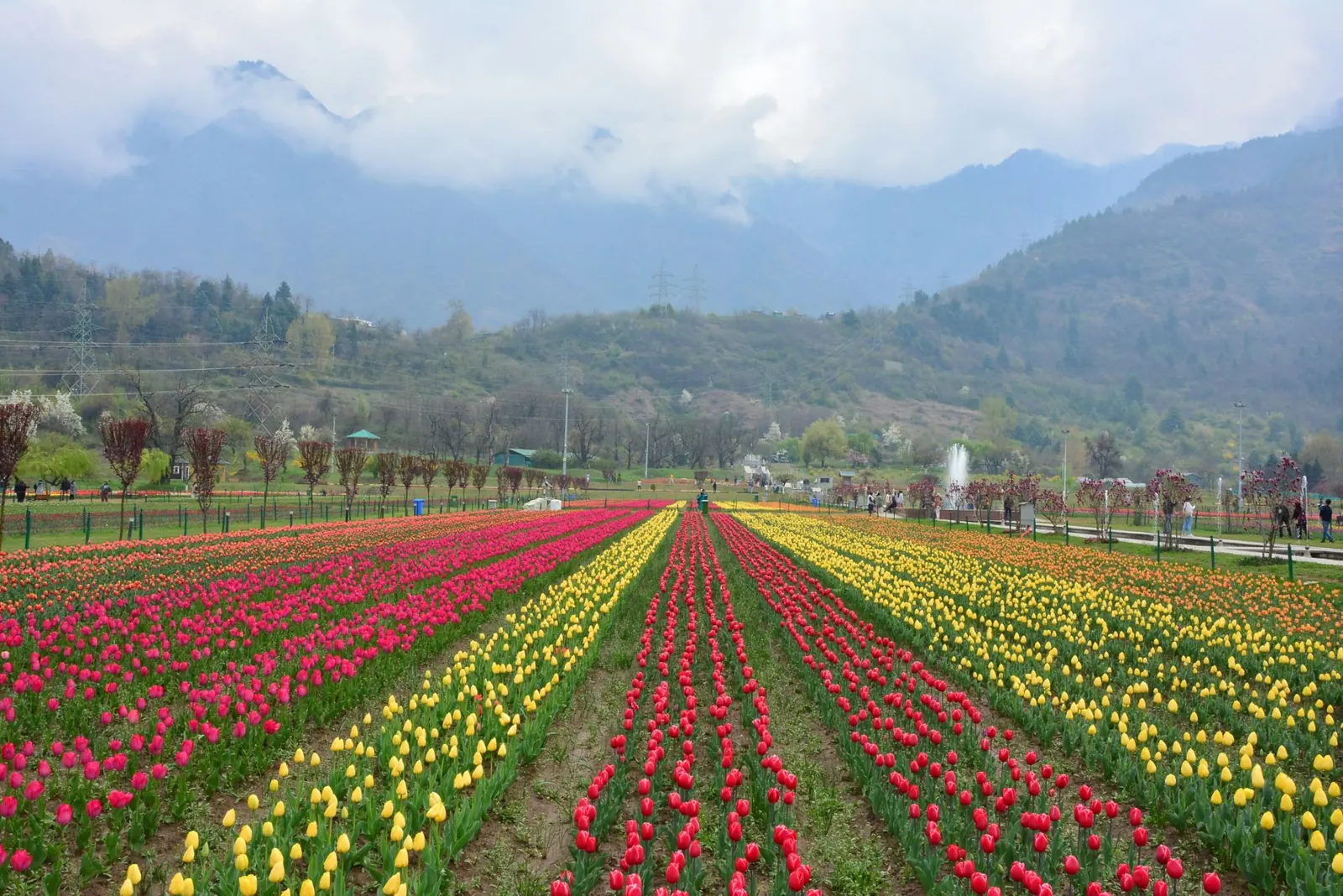 Rows of red, yellow and pink tulips at the Tulip Garden, Srinagar, below the Zabarwan hills