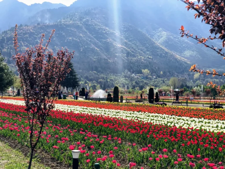 Rows of red, white and pink tulips at the Tulip Garden, Srinagar