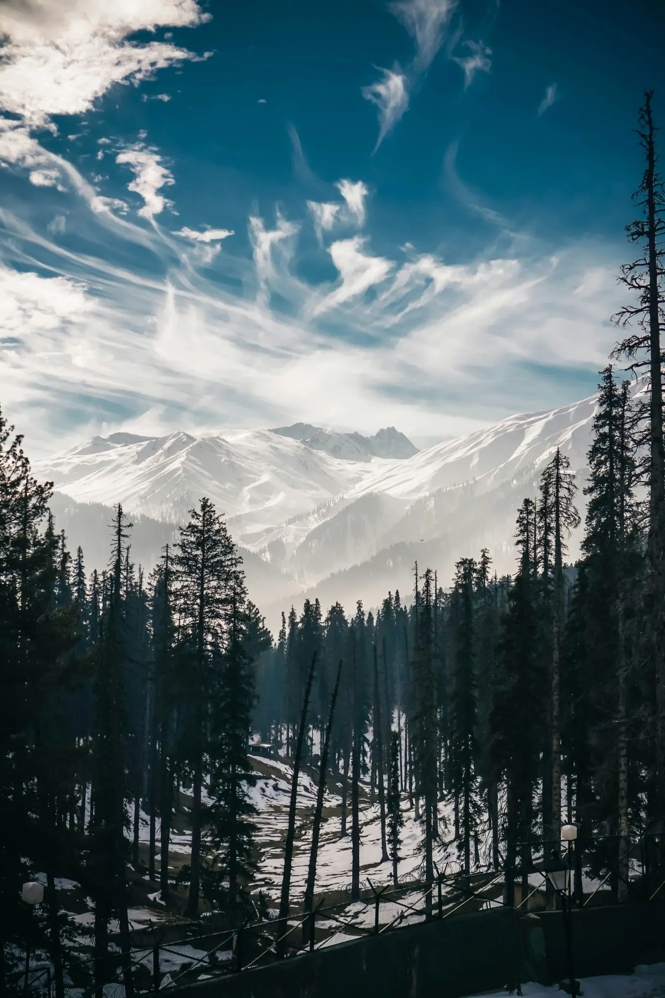 Snowy peaks seen through a pine forest in winter, Kashmir